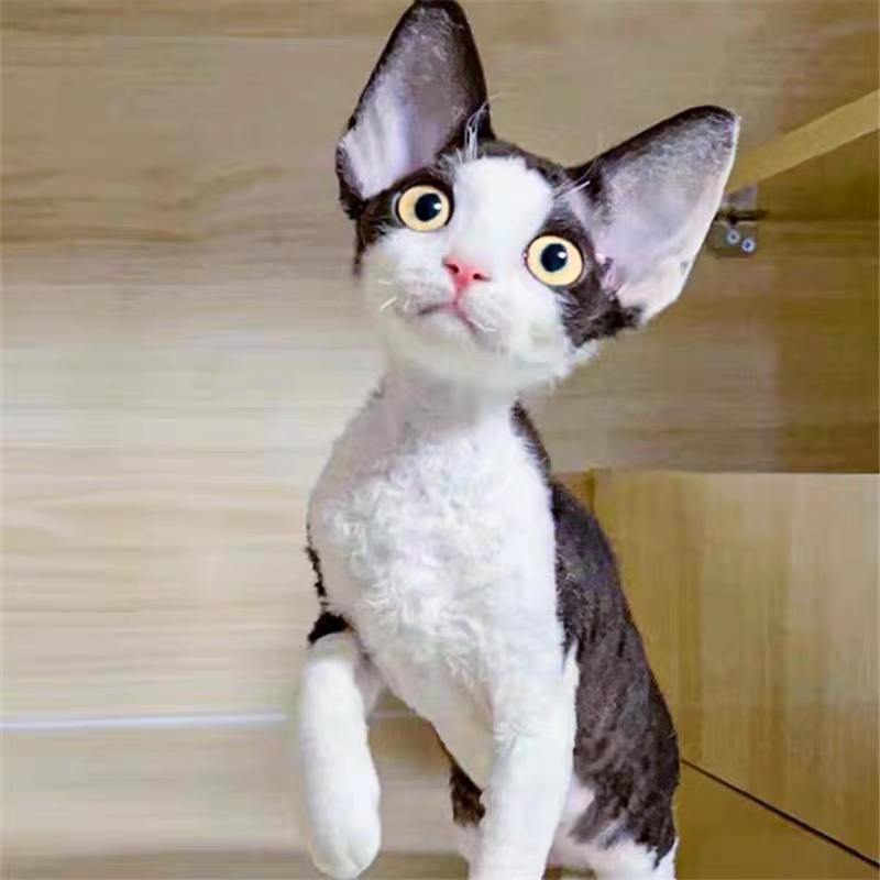 猫舍直销,批发价出售,德文卷毛猫